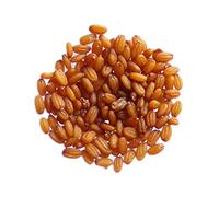 Bourse à Pasteur - Capsella Bursa Pastoris - SEM05