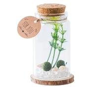 Bouteille Drift - Pot Miniature En Verre | Ornement De Bureau Créatif 4,7x8 Cm | Stockage De Artificielles, Bouteille De Message De Souhait, Cadeau Décoratif Pour La Maison, Pour Les Amis Et L