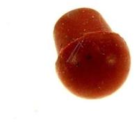 bouton soupape pour machine expresso magimix G