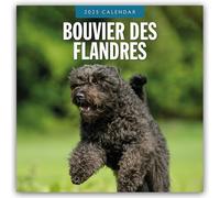 Bouvier des Flandres 2025 Square Wall Calendar