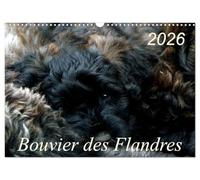 Bouvier des Flandres (Wandkalender 2026 DIN A3 quer), CALVENDO Monatskalender: Bouvier des Flandres - Kamerad, Freund und Kumpel