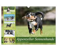 Bouviers d'Appenzell - Joyeux compagnons, Version française (Calendrier mural 2026 DIN A3 portrait), Calendrier CALVENDO mensuel