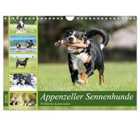 Bouviers d'Appenzell - Joyeux compagnons, Version française (Calendrier mural 2026 DIN A4 portrait), Calendrier CALVENDO mensuel