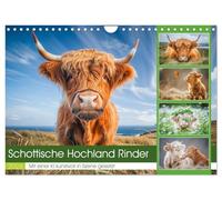 Bovins des hautes terres d'Écosse, Version française (Calendrier mural 2026 DIN A4 portrait), Calendrier CALVENDO mensuel