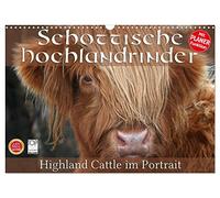 Bovins des Highlands écossais - Portrait de Highland Cattle, Version française (Calendrier mural 2026 DIN A3 portrait), Calendrier CALVENDO mensuel