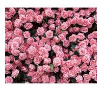 Bovlleetd Rose Vif Rose Fond élégant élégant Style littéraire décor à la Maison Photographie Fond approprié pour Les fêtes de Soeur Rencontres Couples Mariages et Usage Commercial 7x5ftVinyl