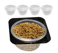 Bowl à eau en lézard, reptile alimentant la pelle à crêpes à crête bol reptile alimentaire Féder espace amovible - accessoires de réservoir de sauvetage avec tasses de coquille d'alimentation pour gec