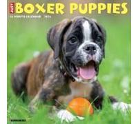 Boxer Puppies 2026 12 X 12 Wall Calendar