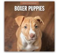 Boxer Puppies 2026 Square Wall Calendar