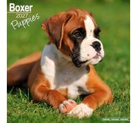 Boxer Puppies 2027 Calendar | Square Wall Calendar | Puppy Gift | Plastic Free Packaging | by Avonside Publishing