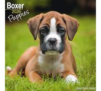 Boxer Puppies Calendar 2026 Square Dog Puppy Breed Wall Calendar - 16 Month