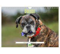 Boxer - un charmant bourreau des cœurs, Version française (Calendrier mural 2026 DIN A4 portrait), Calendrier CALVENDO mensuel