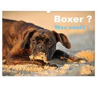 Boxer ? Was sonst ! (Wandkalender 2026 DIN A3 quer), CALVENDO Monatskalender: Ein toller Boxerkalender, der zeigt, wie Boxer so sind.