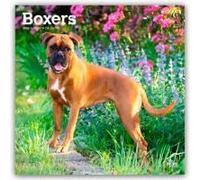 Boxers International Edition 2026 Square Flap Calendar Calendar Book