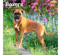 Boxers International Edition | Calendrier mural mensuel carré 2026 30,5 x 61 cm | Sans plastique | BrownTrout | Animaux races de chiens