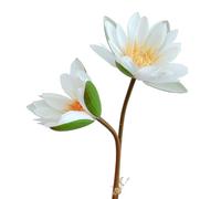 BQEE Bouquet de nénuphar artificiel, lotus artificiel, 60 cm, 2 bâtons de fleurs pour mariage, maison, décoration de bureau (blanc)