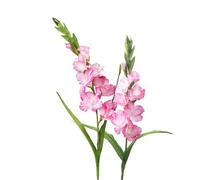 BQEE Lot de 2 fleurs de glaïeul artificielles à longue tige pour décoration de maison/mariage/bureau (rose)
