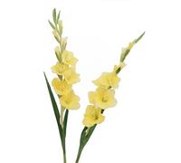 BQEE Lot de 2 fleurs de glaïeul artificielles à longue tige pour décoration de maison/mariage/bureau (jaune)