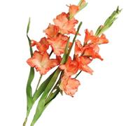BQEE Lot de 2 fleurs de glaïeul artificielles à longue tige pour décoration de maison/mariage/bureau (orange)