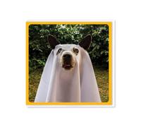Brainbox Candy Carte d'anniversaire amusante pour les amoureux des chiens - « Chien fantôme » - Humour mignon et ludique - Carte de vœux fantaisie amusante - Pour lui, elle, homme, femme, amis