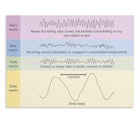 Brainwave Types Poster For Classroom Neuroscience Learning Guide