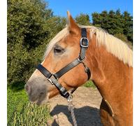 Brama West Licol de cheval XXXL en titane - Licol en cuir pour très grands chevaux - Double couture, réglable, doublé (XXFull)