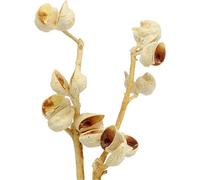 Branches d'hakea blanchies moyennes 5-9 têtes, fleurs séchées pour la décoration et les fleurs de deuil, 25 pièces