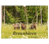 Braunbären in Europa (Wandkalender 2026 DIN A3 quer), CALVENDO Monatskalender: Braunbären in ihrem natürlichen Lebensraum in Finnland und Slowenien