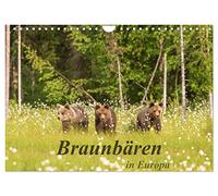 Braunbären in Europa (Wandkalender 2026 DIN A4 quer), CALVENDO Monatskalender: Braunbären in ihrem natürlichen Lebensraum in Finnland und Slowenien