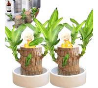 Brazilian Wood, Brazilian Wood Plant with Groot, Brazilian Wood Decor, Brazilianwood Indoorplants, Home Garden Plants Suitable for Indoor Cultivation (2pcs-Monk)