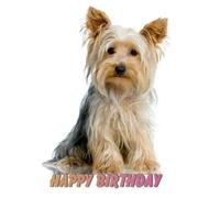Breakfast In Hollywood : TV grand écran 16x9 : Happy Birthday