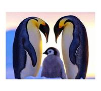 Breeshy Diamant Peinture Kits de Forage Complets pour Adultes Forage Strass Arts Artisanat pour la DéCoration Murale de Danse de Pingouin