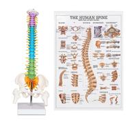 breesky Mini modèle scientifique de colonne vertébrale, modèle anatomique de colonne vertébrale de 39,9 cm avec tous les nerfs, modèle d'anatomie humaine avec support pour instructions, affichage et