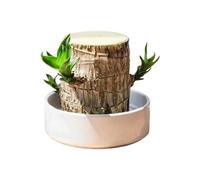 Brésilienne en Bois Ornement Souche d'Arbre