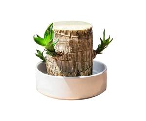 Brésilienne en Bois Ornement Souche d'Arbre