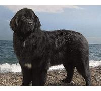 Bricolage Diamant Peinture Kits Noir Terre-Neuve Chien Animal Point De Croix Kit Complet Diamant Broderie Mur Art Décoration De La Maison Cadeau