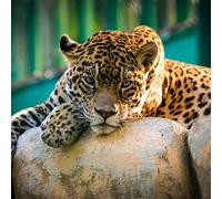 Bricolage Diamond Painting Jaguar animal sauvage,5D Diamant Painting Kit Complet,Broderie Peinture Diamant Arts pour Adultes Enfants Cristal Strass Point de Croix Maison Décoration Carré,40x40cm