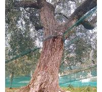 Briconess.com Filet pour récolte d'olives, renforcé et à œillets, tissu anti-épines, toile avec ouverture, vert, 85 g/m² (6 x 6 m)