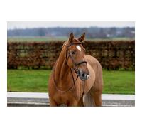 Bridon d'équitation anatomique Trust Hickstead Hackamore Marron Cob