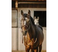 Bridon équitation anatomique Eric Thomas Work Marron Cheval