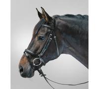 Bridon équitation muserolle combinée Star Lifestyle Noir Shetland