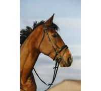 Bridon équitation muserolle doublé combinée Riding World Noir Poney