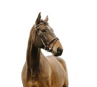 Bridon équitation Norton Club Deco Marron Cheval