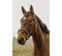 Bridon équitation Norton Club Strass V Marron Poney