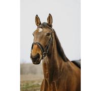Bridon équitation Norton Club Strass V Noir Shetland
