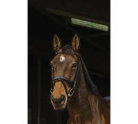 Bridons équitation Anatomique Norton Pro Dark Noir Pur-sang
