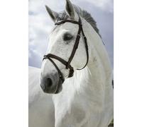 Bridons équitation combinée Norton Pro Marron Pur-sang
