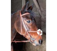 Bridons équitation croisé T de T Sisley Marron Cheval