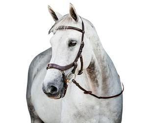 Bridons équitation Horseware Micklem 2 Marron Cheval