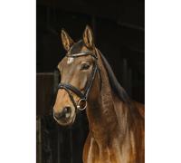 Bridons équitation Norton Pro Galon Noir Pur-sang